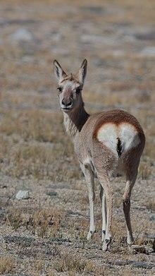 Tibetan Gazelle or Goa Antelope from North Sikkim India 16.10.2019.jpg