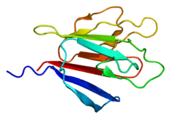Protein MKI67 PDB 1r21.png