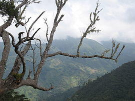 Blue Mountains, Jamaica.jpg