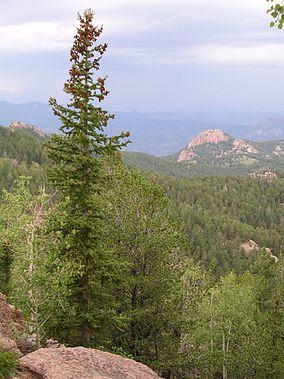 Pike National Forest.jpg