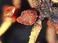 Corallomycetella elegans.jpg
