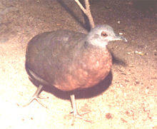 Crypturellus obsoletus.jpg