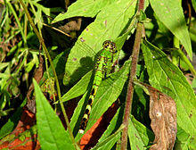 Eastern Pondhawk, female.jpg