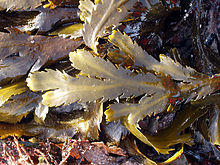 Fucus serratus2.jpg