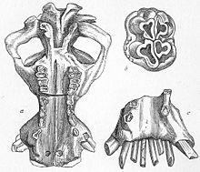 Hexaprotodon sivalensis.jpg