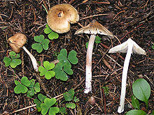 Inocybe rimosa.jpg