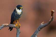 OFalco rufigularis Bat Falcon.jpg