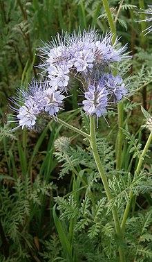 Phacelia tanacetifolia RHu 001.JPG