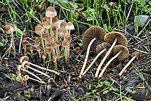 Psathyrella corrugis.jpg