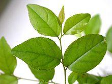 Sageretia theezans.jpg