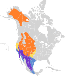 Sayornis saya map.svg
