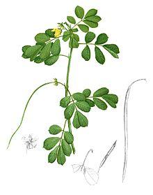 Senna tora Blanco1.122-cropped.jpg