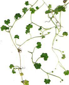 Starr 010424-9001 Hydrocotyle bowlesioides.jpg