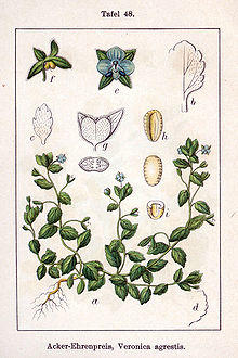 Veronica agrestis Sturm48.jpg