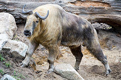 Takin Standing (22221570730).jpg