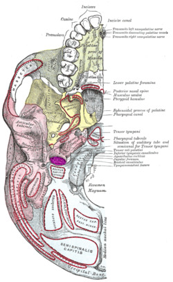 Jugular fossa.PNG