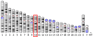 Chromosome 10 (human)