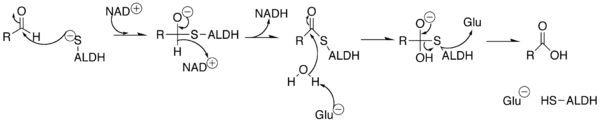 Mechanism of Aldehyde Dehydrogenase