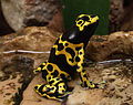 Bumblebee Poison Frog Dendrobates leucomelas.jpg