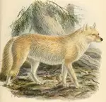 Keulmans Cuon alpinus alpinus.png