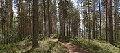 Leivonmäki National Park I.jpg