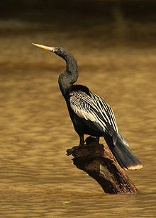 Anhinga anhinga -Costa Rica-8.jpg