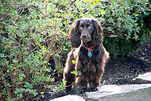 Boykin Spaniel April Jet.jpg