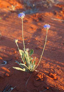 Brunonia habitiii.jpg