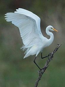 Egretta intermedia00.jpg