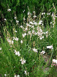 Gaura lindheimeri4.jpg