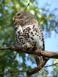 Glaucidium capense -Kruger National Park, South Africa-8.jpg