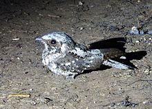 Greater Antillean Nightjar. Caprimulgus cubanensis - Flickr - gailhampshire.jpg