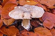 Nevelzwam (nebularis) tussen afgevallen beukenblad (d.j.b.) 01.jpg