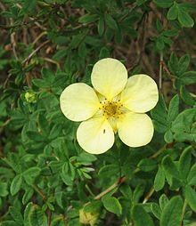 Potentilla-fruticosa.jpg