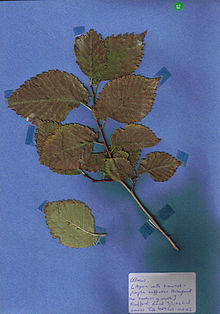 Purpurascens in Lewes.jpg