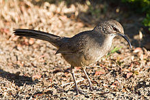 Toxostoma redivivum -Morro Bay, California, USA-8.jpg