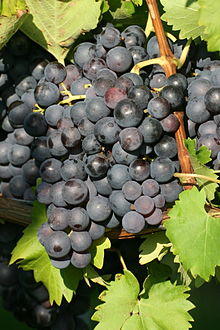 Trollinger Lehrensteinsfeld 20080928.jpg