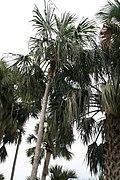 Sabal mauritiiformis 12zz.jpg