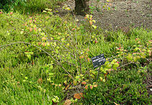 Abeliophyllum-distichum.jpg