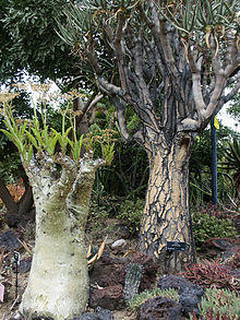 Aloe Dichotoma & Cyphostemma Juttae, Huntington.jpg