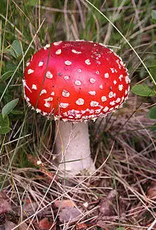 Amanita muscaria (fly agaric).JPG