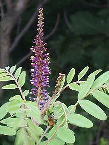Amorpha fruticosa 05.JPG
