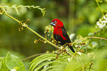 Black-bellied Seedcracker - near Kakum NP - Ghana 14 S4E2847.jpg