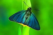 Choaspes benjaminii 2 by V K Chandrasekharan.jpg