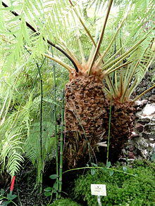 Cibotium cumingii - Botanischer Garten München-Nymphenburg - DSC08035.JPG