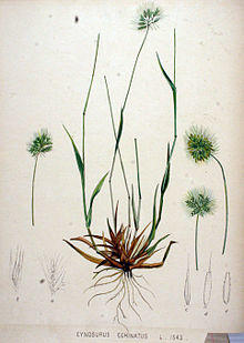 Cynosurus echinatus — Flora Batava — Volume v20.jpg