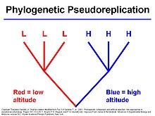 Phylogenetic Pseudoreplication.jpg