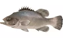 Polyprion americanus.png