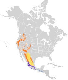 Psiloscops flammeolus map.svg