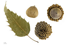 Quercus skinneri MHNT.BOT.2011.18.18.jpg